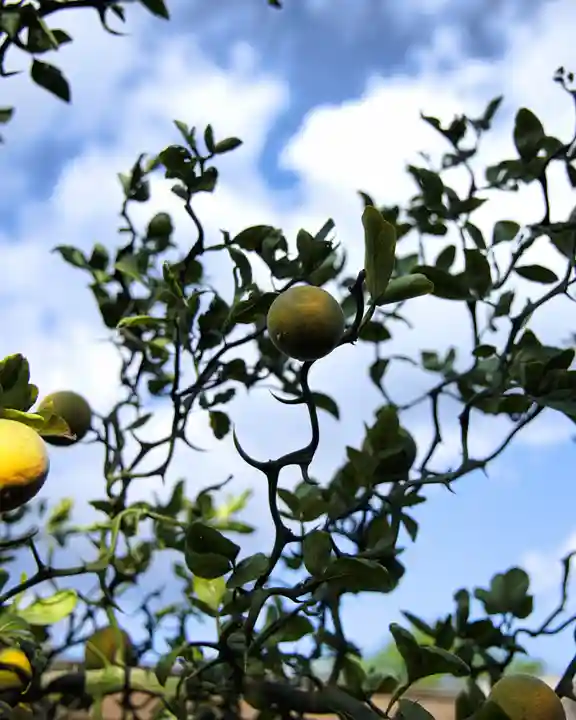 南光寺(笠懸不動尊)(群馬県)
