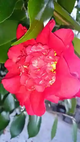 温泉山 安楽寺(四国霊場第六番札所)の自然