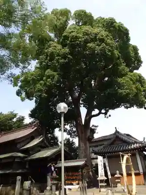 津秦天満宮の自然