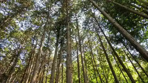 神明神社の自然