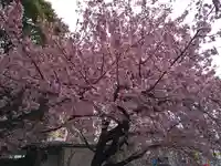 五條天神社の自然