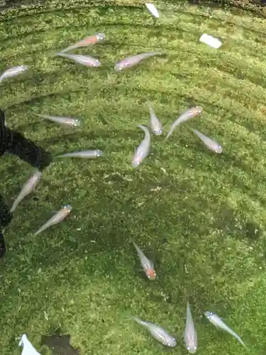 伊勢原 法泉寺(神奈川県)