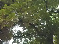 新曽氷川神社の自然