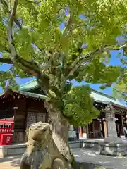 吹揚神社の狛犬