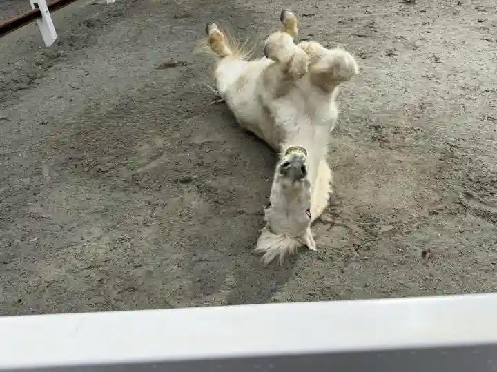 丹生川上神社(下社)の{uncategorized: "未分類", other: "その他", undefined: "問題あり", building: "その他建物", grave: "お墓", sacred_gate: "鳥居", guardian: "狛犬", statue: "像", buddha: "仏像", history: "歴史", nature: "自然", garden: "庭園", animal: "動物", pagoda: "塔", temizu: "手水舎", mountain_gate: "山門・神門", sanctuary: "本殿・本堂", subordinate: "末社・摂社", art: "芸術", scenery: "景色", jizo: "地蔵", ema: "絵馬", goshuin: "御朱印", omikuji: "おみくじ", items: "授与品その他", amulet: "お守り", goshuincho: "御朱印帳", eats: "食事", festival: "お祭り", votive_dance: "神楽", shichigosan: "七五三参", wedding: "結婚式", experience: "体験その他", initially: "初詣", around: "周辺", anti_infection: "感染症対策"}
