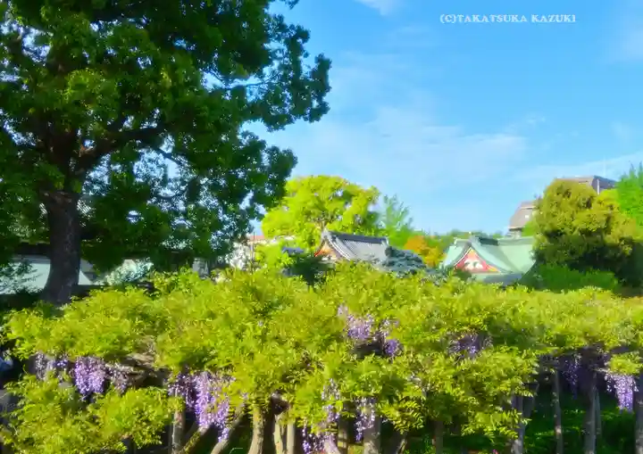 亀戸天神社(東京都)