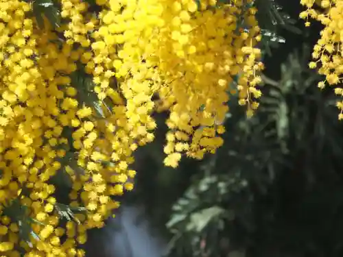 鶴岡八幡宮の自然