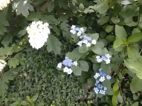 阿佐ヶ谷神明宮(東京都)