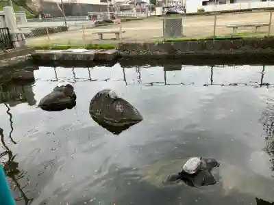 白蛇辨財天の{uncategorized: "未分類", other: "その他", undefined: "問題あり", building: "その他建物", grave: "お墓", sacred_gate: "鳥居", guardian: "狛犬", statue: "像", buddha: "仏像", history: "歴史", nature: "自然", garden: "庭園", animal: "動物", pagoda: "塔", temizu: "手水舎", mountain_gate: "山門・神門", sanctuary: "本殿・本堂", subordinate: "末社・摂社", art: "芸術", scenery: "景色", jizo: "地蔵", ema: "絵馬", goshuin: "御朱印", omikuji: "おみくじ", items: "授与品その他", amulet: "お守り", goshuincho: "御朱印帳", eats: "食事", festival: "お祭り", votive_dance: "神楽", shichigosan: "七五三参", wedding: "結婚式", experience: "体験その他", initially: "初詣", around: "周辺", anti_infection: "感染症対策"}