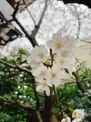 赤城神社の自然