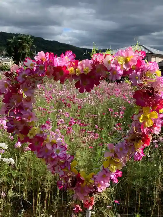 般若寺 ❁コスモス寺❁(奈良県)