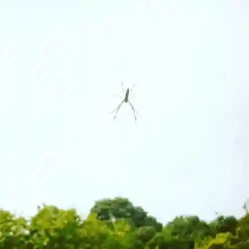 明治神宮の動物