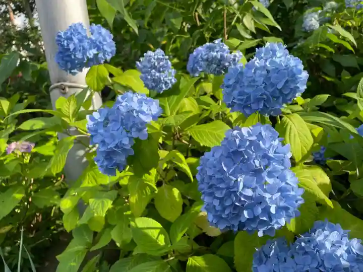 白山神社の自然
