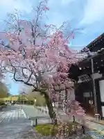 将軍塚青龍殿(青蓮院門跡)の{uncategorized: "未分類", other: "その他", undefined: "問題あり", building: "その他建物", grave: "お墓", sacred_gate: "鳥居", guardian: "狛犬", statue: "像", buddha: "仏像", history: "歴史", nature: "自然", garden: "庭園", animal: "動物", pagoda: "塔", temizu: "手水舎", mountain_gate: "山門・神門", sanctuary: "本殿・本堂", subordinate: "末社・摂社", art: "芸術", scenery: "景色", jizo: "地蔵", ema: "絵馬", goshuin: "御朱印", omikuji: "おみくじ", items: "授与品その他", amulet: "お守り", goshuincho: "御朱印帳", eats: "食事", festival: "お祭り", votive_dance: "神楽", shichigosan: "七五三参", wedding: "結婚式", experience: "体験その他", initially: "初詣", around: "周辺", anti_infection: "感染症対策"}