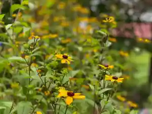 円通寺の自然(2021年07月31日(土) 09時18分17秒投稿)