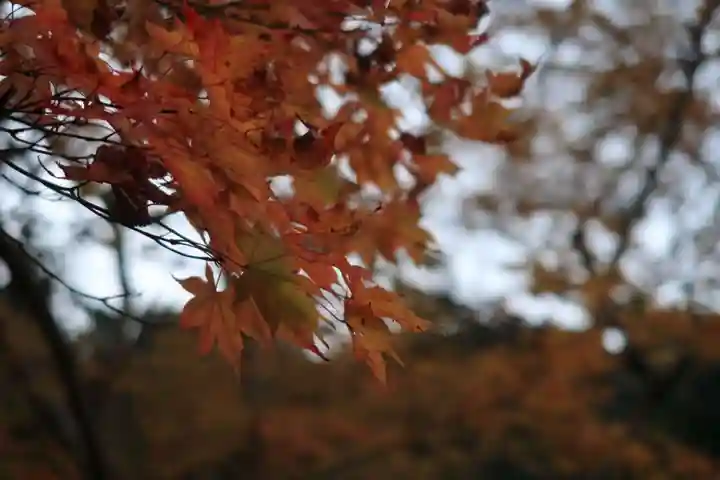 神峯山寺の自然