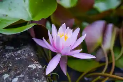 東大寺別院阿弥陀寺(山口県)