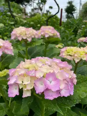 白山神社(東京都)