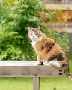 秩父札所十三番 慈眼寺の動物(2022年07月06日(水) 12時25分54秒投稿)