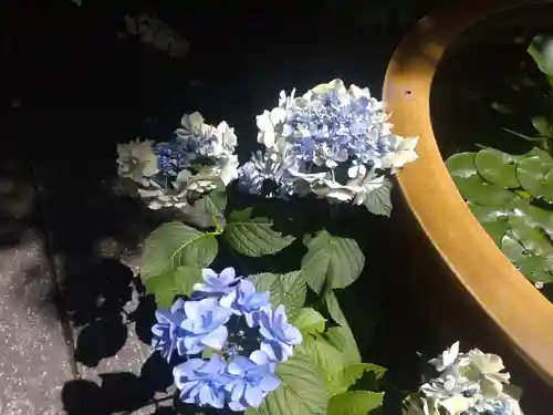 阿佐ヶ谷神明宮の自然