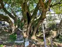 大智院(清水寺大智院)の自然