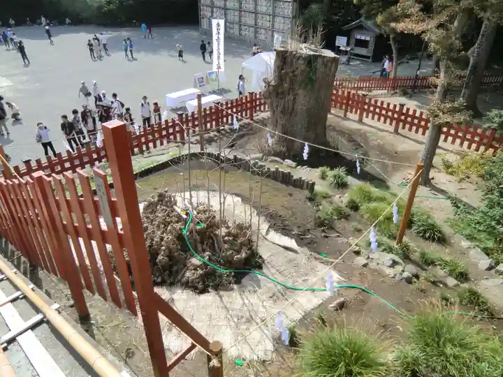 鶴岡八幡宮の自然