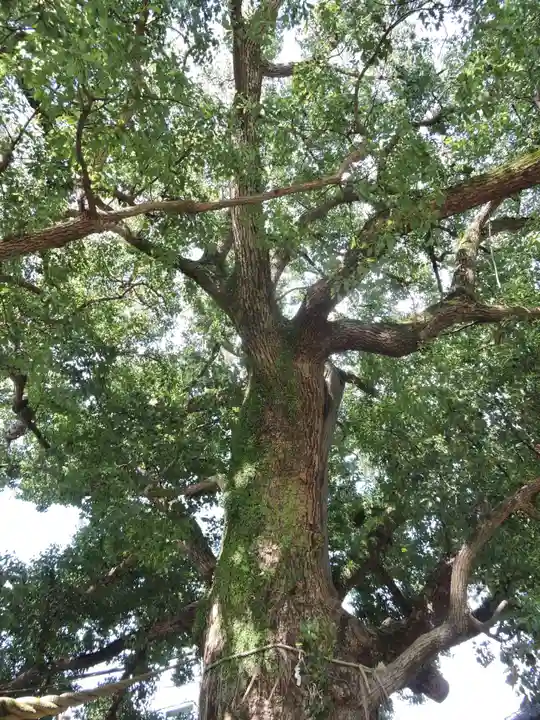 山王神社の自然