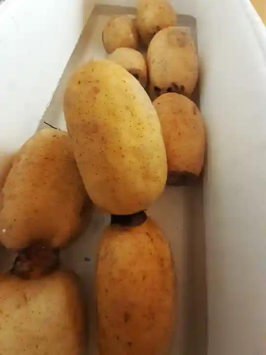 伏木香取神社(茨城県)