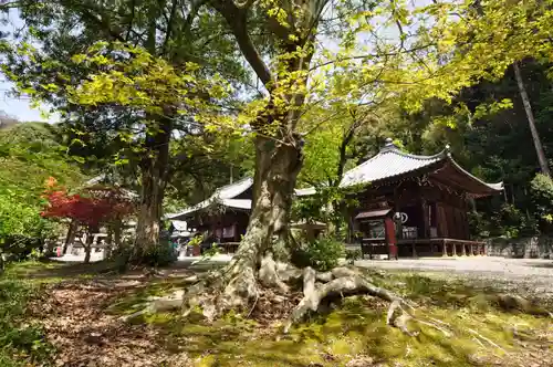 繁多寺(愛媛県)