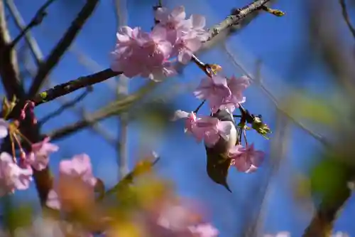 洲崎神社の動物