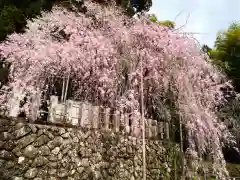 小川諏訪神社の自然