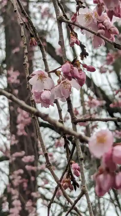 縣神社(京都府)
