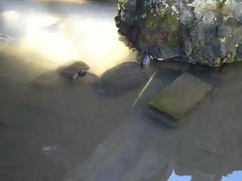 開運出世稲荷(延命院境内社)の動物