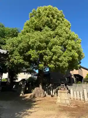 桑原神社(兵庫県)