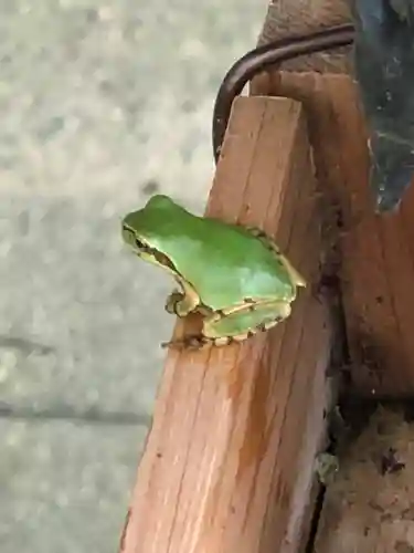 都波岐奈加等神社の動物