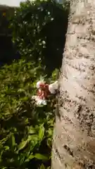 尾張猿田彦神社の自然