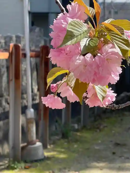 鴨高田神社の自然