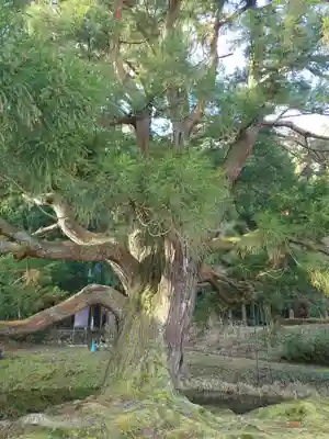 一本杉神社(島根県)
