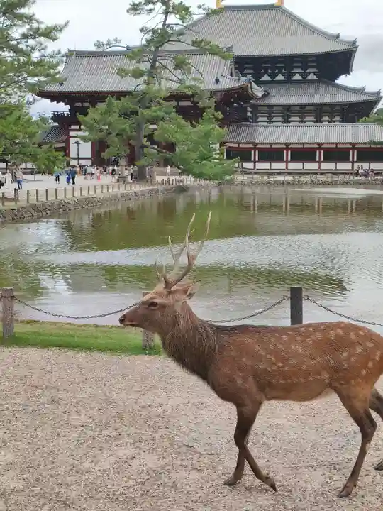 東大寺の動物