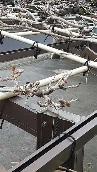 西方山極楽寺の自然