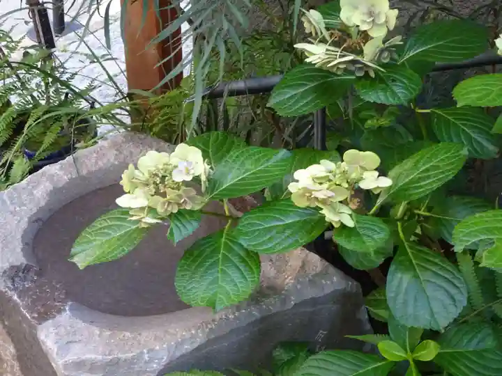 五十稲荷神社(栄寿稲荷神社)の自然