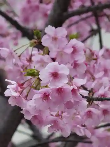 警固神社の自然