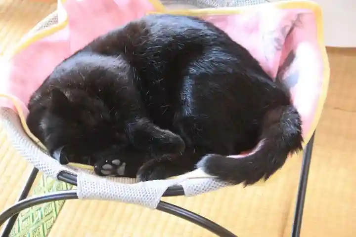 高司神社〜むすびの神の鎮まる社〜の動物