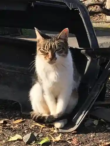 櫻岡大神宮の動物