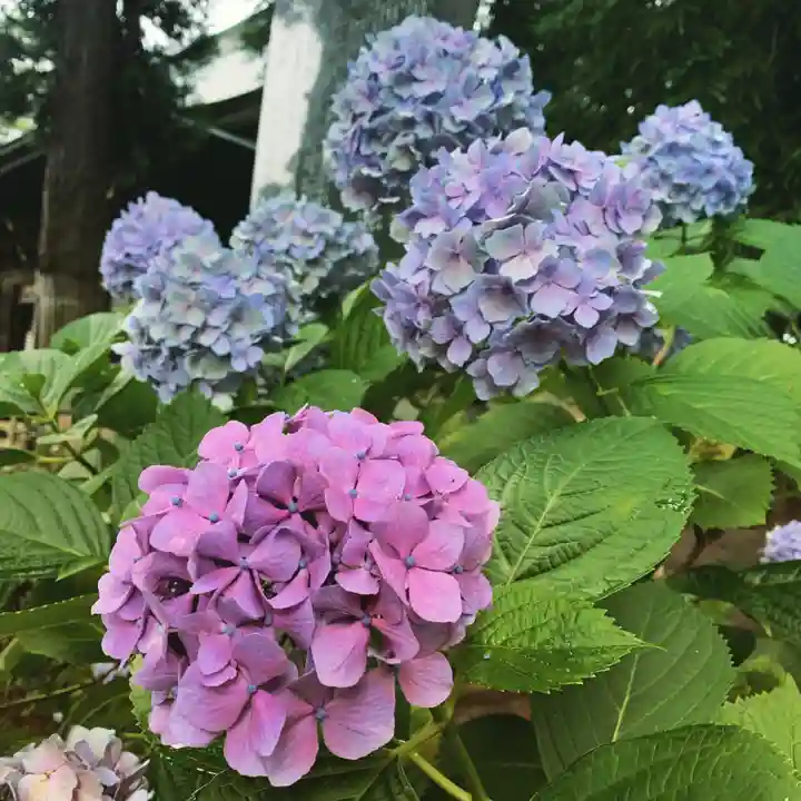 豊景神社の自然