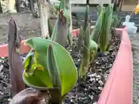 大宮温泉神社の自然