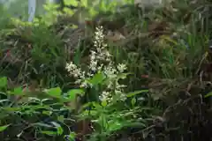 阿久津「田村神社」（郡山市阿久津町）旧社名：伊豆箱根三嶋三社の自然