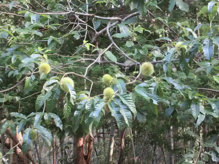 花山院菩提寺の自然
