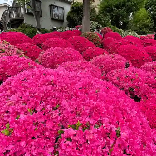 根津神社(東京都)