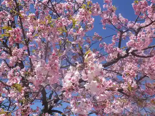 鶴岡八幡宮の自然